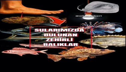Denizlerde Gizli Tehlike: Zehirli Balıklara Dikkat!