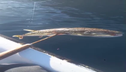 Ege Denizinde Balıkçıların Korkulu Rüyası