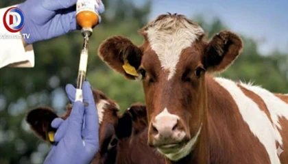 Menteşe’de Şap Alarmı: