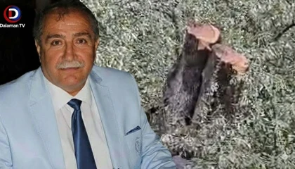 Milas'ta Zeytin Kavgası İstifayla Bitti