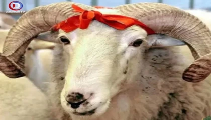 Diyanet İşleri Başkanlığı Vekalet Ücretlerini Duyurdu