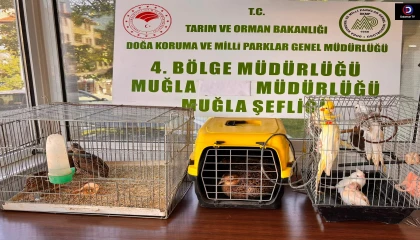 Ula İlçesinde CİMER şikayetine