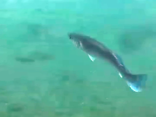 Muğla da Balık Dünyası