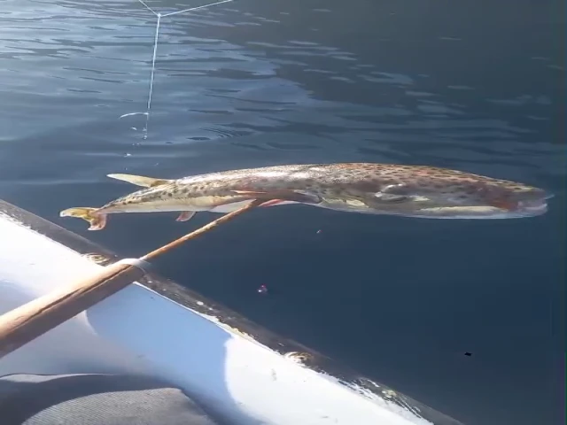 MUĞLA KIYILARINDA TEHLİKELİ YAYILMA